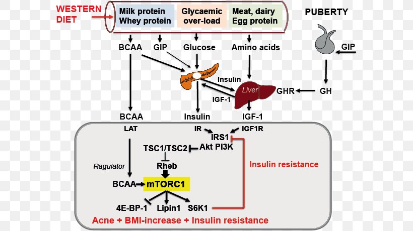 Branched-chain Amino Acid MTORC1 Insulin Resistance, PNG, 633x460px, Branchedchain Amino Acid, Acne, Amino Acid, Area, Brand Download Free