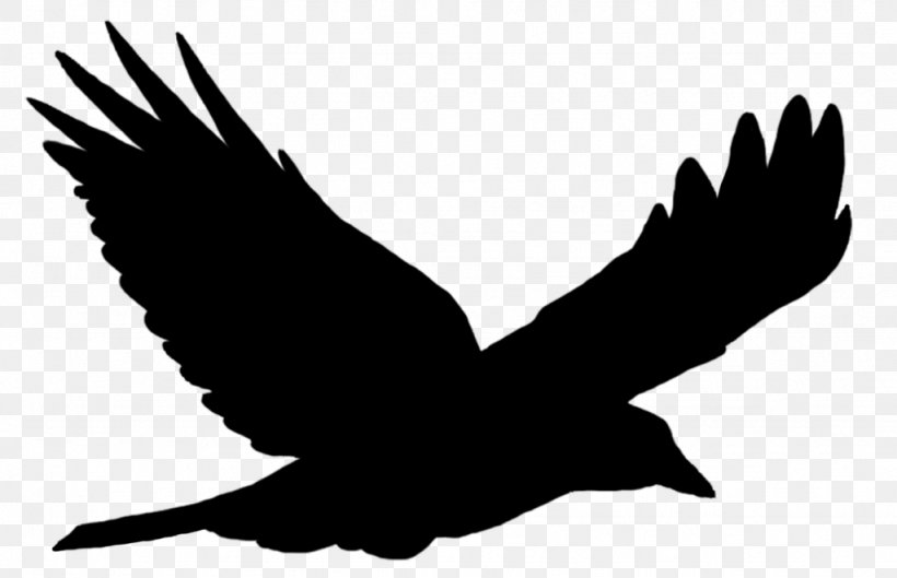 Common Raven Bird Crow Clip Art Silhouette, PNG, 1024x661px, Common Raven, Accipitriformes, Beak, Bird, Bird Of Prey Download Free