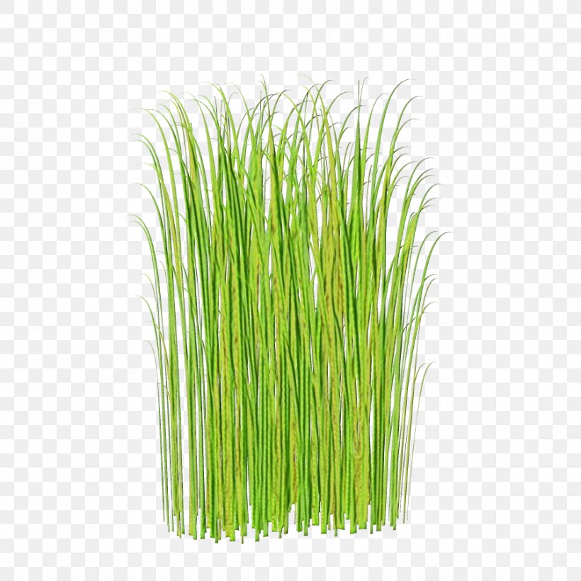 Green Grass Background, PNG, 900x900px, Sweet Grass, Aquarium, Chives, Chrysopogon, Grass Download Free