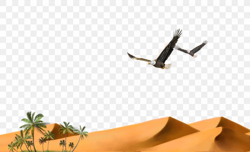 Hawk Desert Granulator Solitary Eagle, PNG, 2551x1547px, Hawk, Beak, Bird, Desert, Eagle Download Free