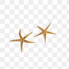 Ultra-realistic HD Starfish Elements - Starfish U534au5bfcu4f53u6fc0u5149 PNG