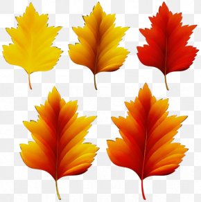 Flower Beech - Watercolor Flower Background PNG