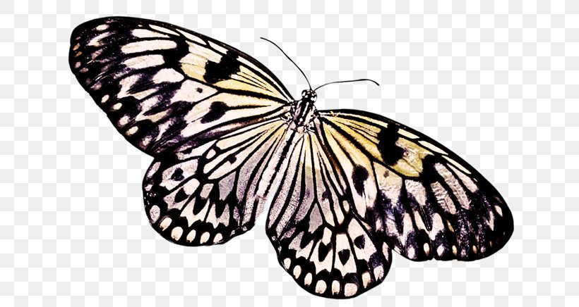 Butterfly Insect, PNG, 659x436px, Butterfly, Arthropod, Black And White, Brush Footed Butterfly, Butterflies And Moths Download Free