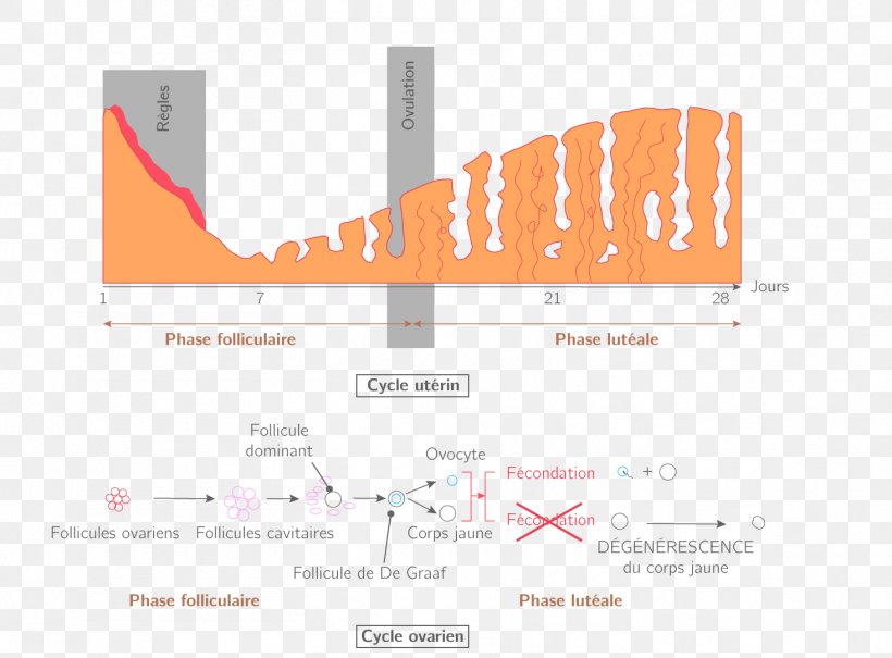 Menstrual Cycle Menstruation Ovarian Follicle Endometrium Ovulation, PNG, 1466x1083px, Menstrual Cycle, Brand, Diagram, Endometrium, Fertility Download Free