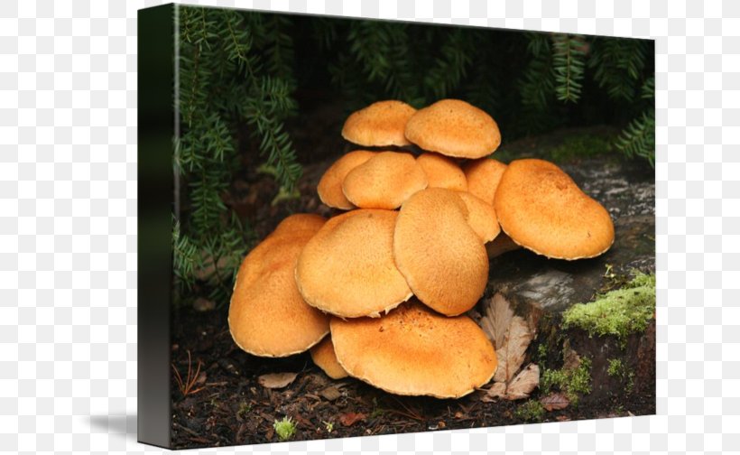 Oyster Mushroom Pleurotus Eryngii Shiitake Medicinal Fungi, PNG, 650x504px, Oyster Mushroom, Agaricomycetes, Edible Mushroom, Fungus, Medicinal Fungi Download Free