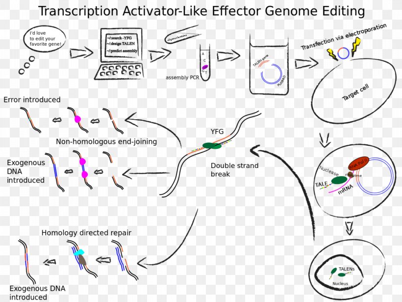 Transcription Activator-like Effector Nuclease Genome Editing Immune Checkpoint Genetics, PNG, 1366x1025px, Genome Editing, Area, Cancer, Cancer Immunotherapy, Diagram Download Free