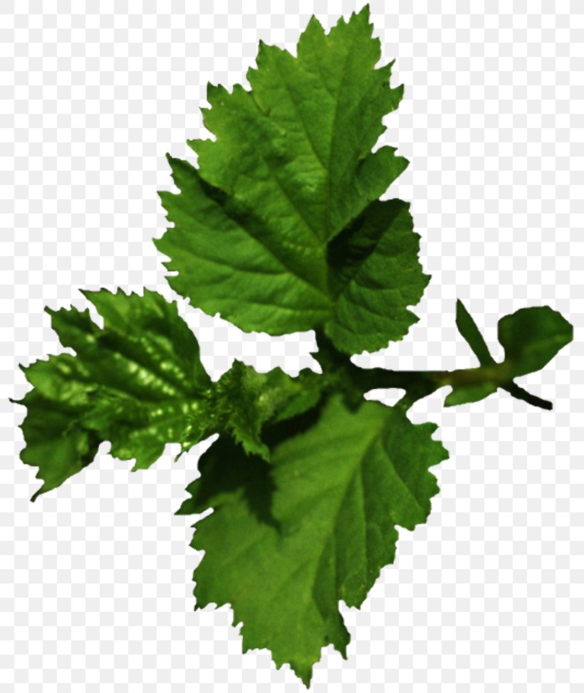 Leaf Tree Adrenal Gland Plant Varenye, PNG, 800x974px, Leaf, Adrenal Gland, Branch, Bulb, Currant Download Free