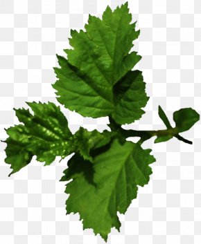 Leaf - Leaf Tree Adrenal Gland Plant Varenye PNG