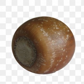 Oak Acorn Clip Art PNG