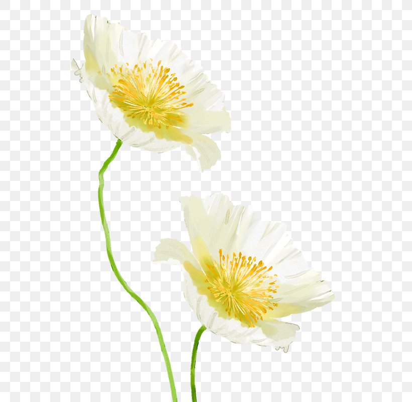 Petal Yellow Cut Flowers Daisy Family Wildflower, PNG, 800x800px, Petal, Common Daisy, Cut Flowers, Daisy Family, Flower Download Free