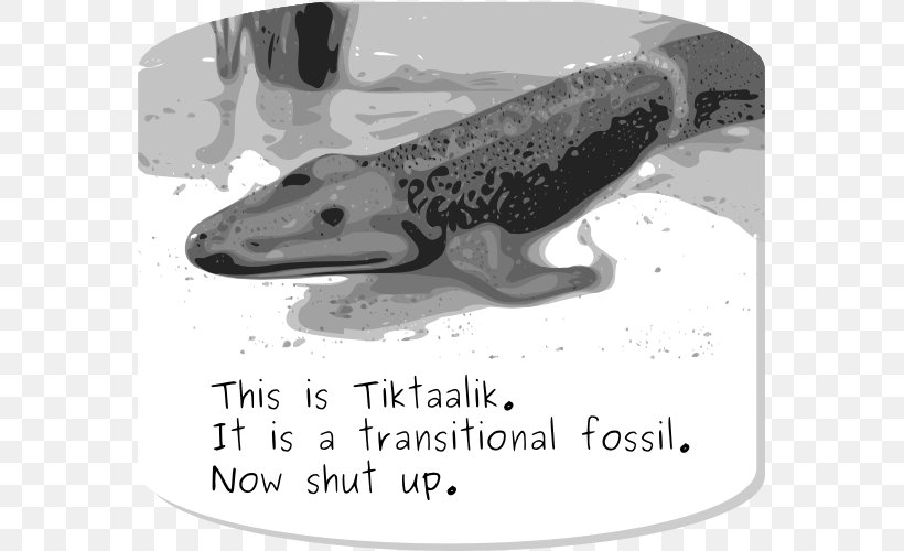 Tiktaalik Transitional Fossil Evolution Living Fossil, PNG, 569x500px, Tiktaalik, Black And White, Coelacanth, Convergent Evolution, Dolphin Download Free