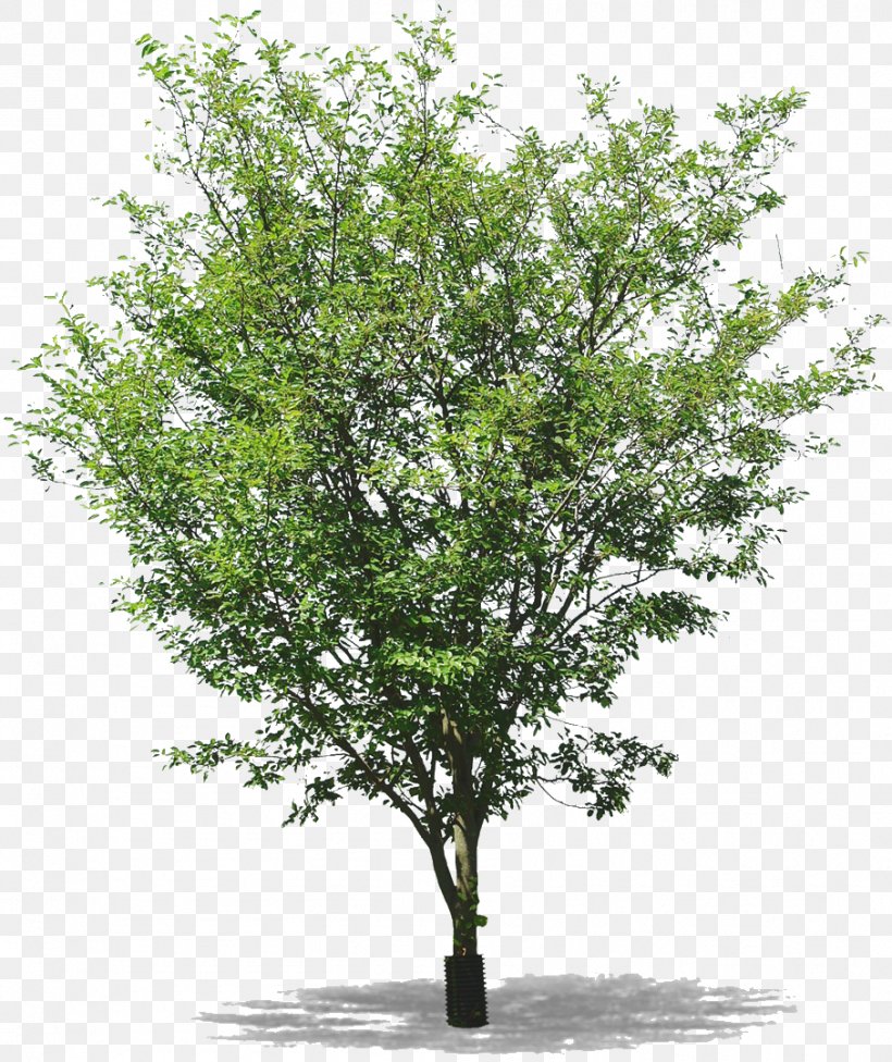 Twig Tree Populus Nigra Populus Sect. Aigeiros, PNG, 907x1080px, Twig, Basswood, Bay Laurel, Birch, Branch Download Free