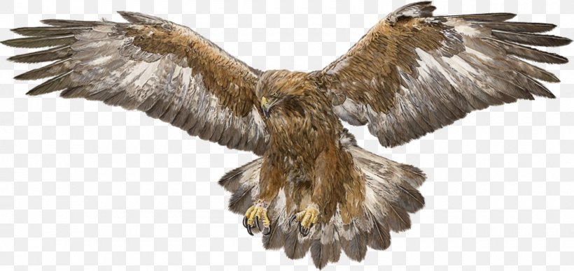 Drawing White-tailed Eagle Flight Bald Eagle, PNG, 1600x759px, Drawing, Accipitriformes, Bald Eagle, Beak, Bird Download Free