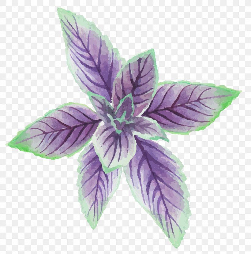 Mentha Canadensis Euclidean Vector, PNG, 895x907px, Mentha Canadensis, Drawing, Flower, Leaf, Lilac Download Free