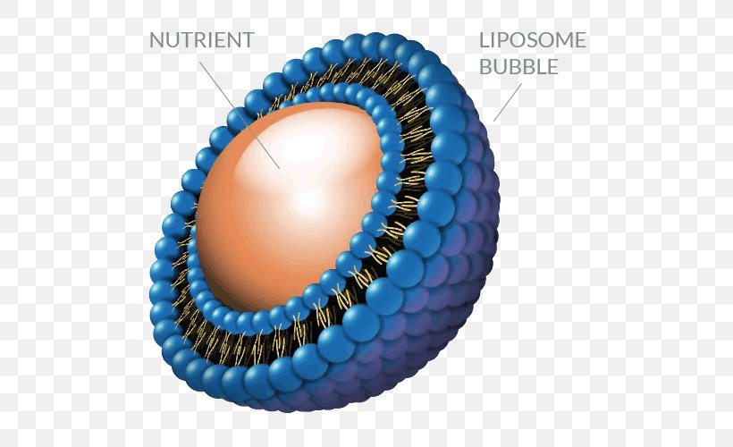 Liposome Technology Dietary Supplement Liposome Technology Nutrient, PNG, 500x500px, Liposome, Bead, Biological Membrane, Cell Membrane, Dietary Supplement Download Free