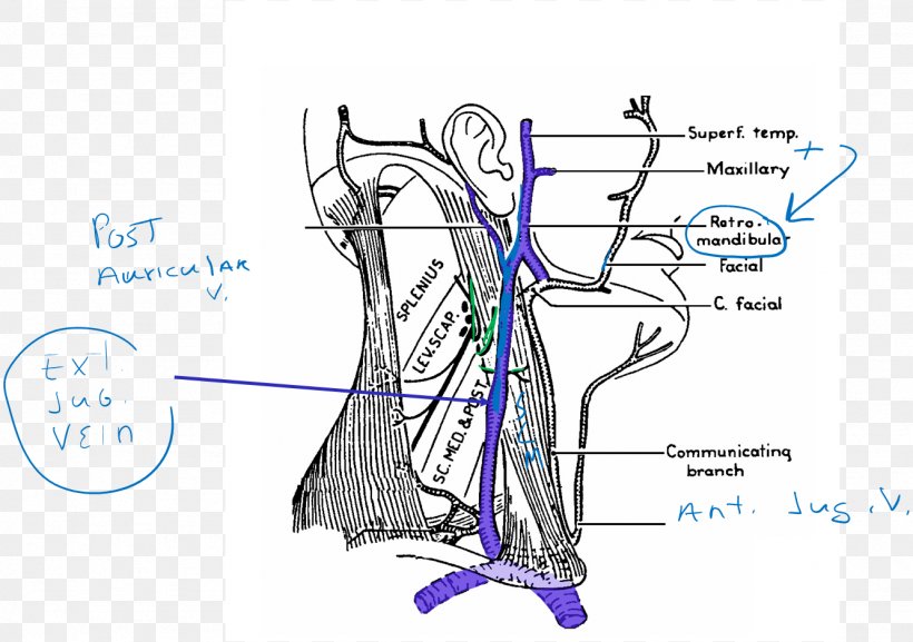 Venn Diagram Vein Artery Human Body, PNG, 1333x939px, Watercolor, Cartoon, Flower, Frame, Heart Download Free