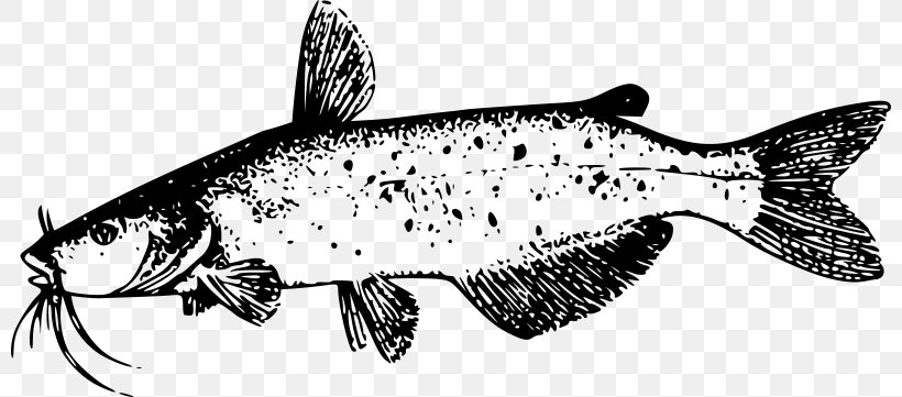 Catfish Line Art Clip Art, PNG, 800x361px, Catfish, Animal Figure, Artwork, Black And White, Drawing Download Free