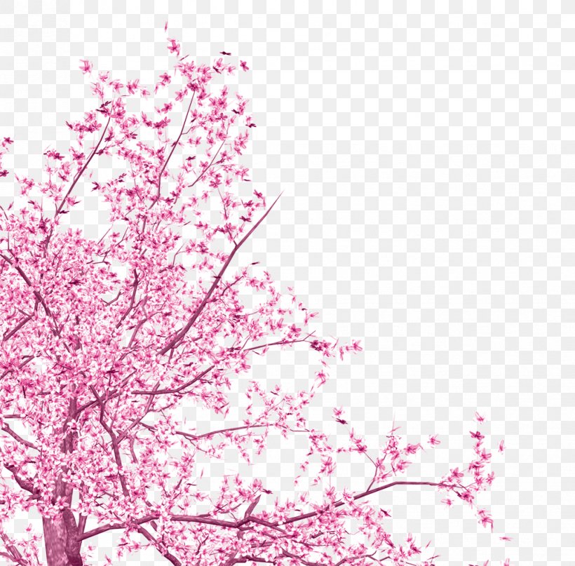 Cherry Blossom Cherries Clip Art, PNG, 1019x1003px, Cherry Blossom, Blossom, Branch, Cerasus, Cherries Download Free
