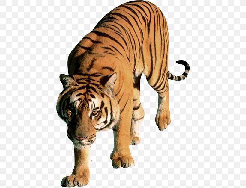 Felidae Leopard Lion Bengal Tiger, PNG, 449x628px, Felidae, Animal Figure, Bengal Tiger, Big Cats, Black Tiger Download Free