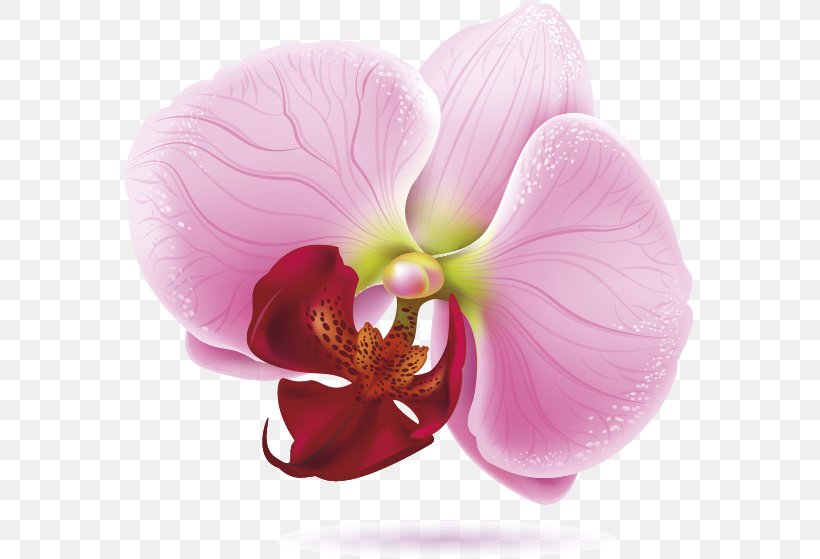 Moth Orchids Drawing Royalty-free, PNG, 569x559px, Orchids, Boat Orchid, Botanical Illustration, Cut Flowers, Drawing Download Free