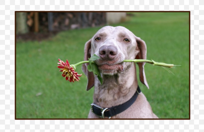 Weimaraner Netherlands Dog Breed Country, PNG, 1125x728px, Weimaraner, Animal, Breed, Carnivoran, Country Download Free