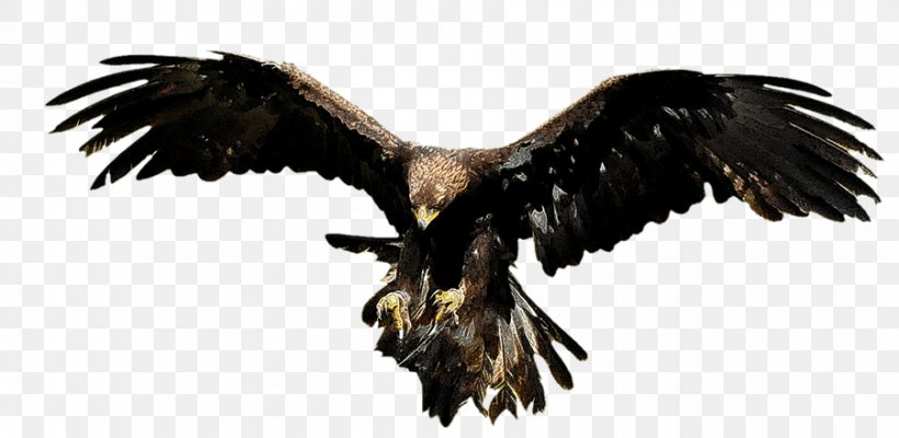 Bald Eagle Aesop's Fables Vulture Buzzard, PNG, 901x440px, 2017, Bald Eagle, Accipitriformes, Aesop, Beak Download Free