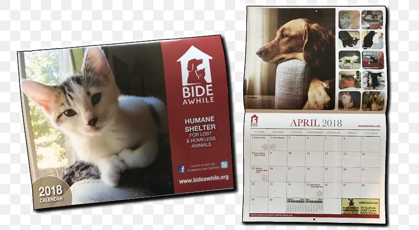 Cat Animal Shelter Pet Bide Awhile, PNG, 792x450px, 1012 Wx, Cat, Advertising, Animal, Animal Shelter Download Free