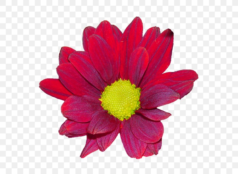 Chrysanthemum Marguerite Daisy Transvaal Daisy Cut Flowers Petal, PNG, 579x600px, Chrysanthemum, Annual Plant, Argyranthemum, Chrysanths, Cut Flowers Download Free