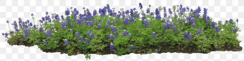 Flower Garden Plant, PNG, 4400x1100px, Flower, Aquarium Decor, Cut Flowers, English Lavender, Flower Garden Download Free