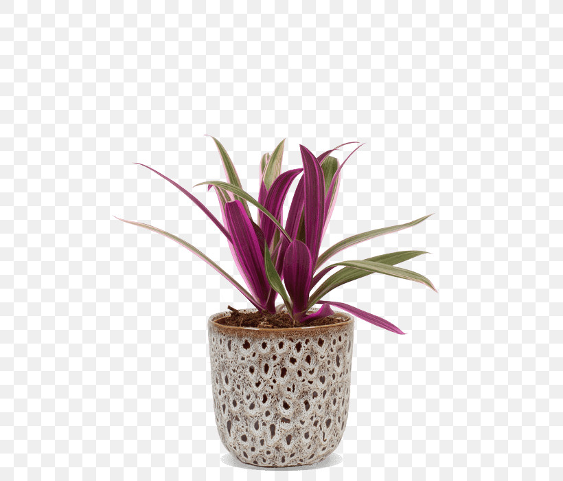 Flower Flowerpot Plant Houseplant Pink, PNG, 500x700px, Flower, Anthurium, Billbergia Nutans, Bromelia, Flowerpot Download Free
