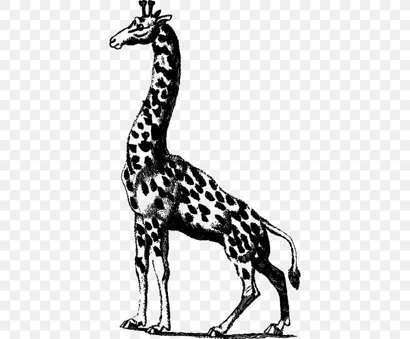 Giraffe Clip Art, PNG, 382x677px, Giraffe, Art, Black And White, Fauna, Giraffidae Download Free