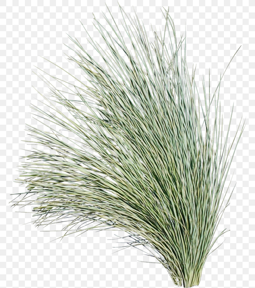 Commodity Grasses M-tree Tree, PNG, 768x924px, Watercolor, Commodity, Grasses, Mtree, Paint Download Free