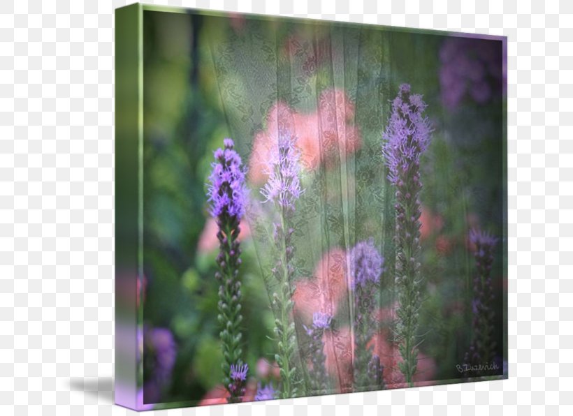 English Lavender Violet Wildflower, PNG, 650x596px, English Lavender, Flora, Flower, Flowering Plant, Lavender Download Free