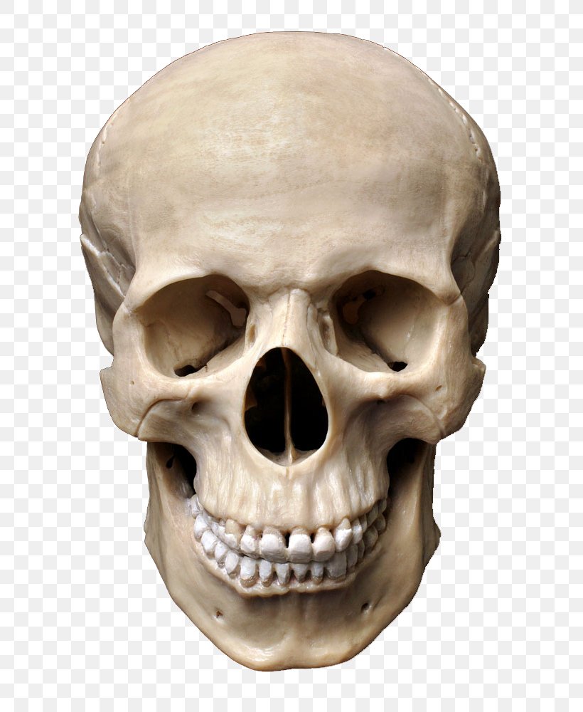 Skull Human Skeleton Stock Photography Homo Sapiens Bone, PNG, 741x1000px, Skull, Bone, Brain, Head, Homo Sapiens Download Free