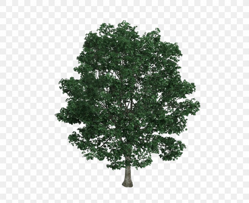 Tilia Platyphyllos Tree Drawing Royalty-free Illustration, PNG, 1300x1065px, Tilia Platyphyllos, Branch, Drawing, Grass, Leaf Download Free