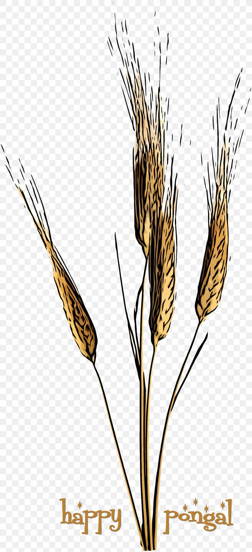 Wheat, PNG, 1600x3500px, Plant, Elymus Repens, Flowering Plant, Food Grain, Grass Family Download Free