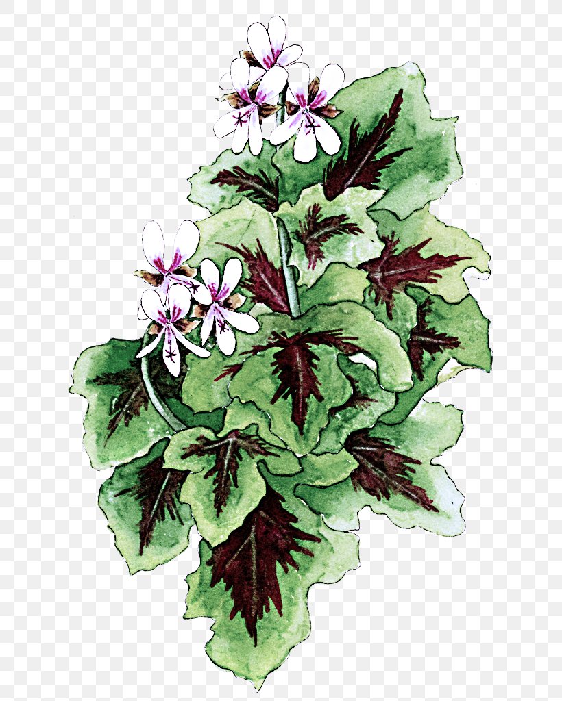 Flower Flowering Plant Plant Impatiens Petal, PNG, 664x1024px, Flower, Flowering Plant, Geranium, Impatiens, Lobelia Download Free