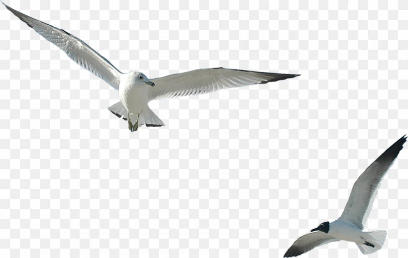 Ivory Gulls Internet Clip Art, PNG, 1000x634px, Black Sea, Animal, Beak, Bird, Charadriiformes Download Free