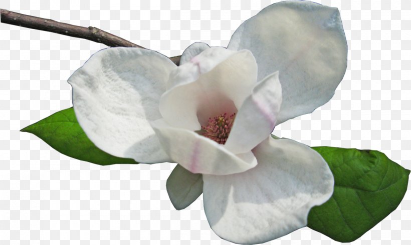 Magnolia Flower Petal Clip Art, PNG, 1200x718px, Magnolia, Cut Flowers, Flower, Flowering Plant, Magnolia Family Download Free