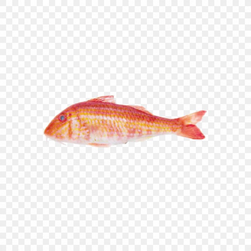 Northern Red Snapper Fish Products Perch Marine Biology, PNG, 1000x1000px, Northern Red Snapper, Animal Source Foods, Biology, Bony Fish, Fish Download Free