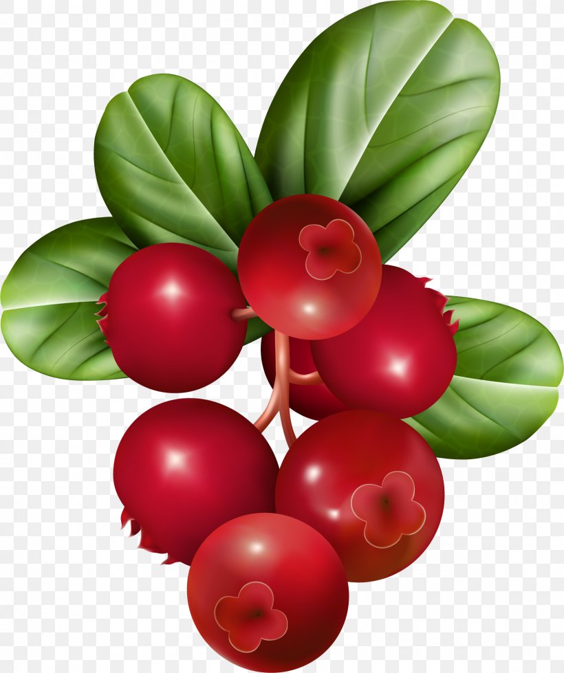 Raspberry Fruit Clip Art, PNG, 1598x1908px, Berry, Aquifoliaceae, Aquifoliales, Blueberry, Chokeberry Download Free