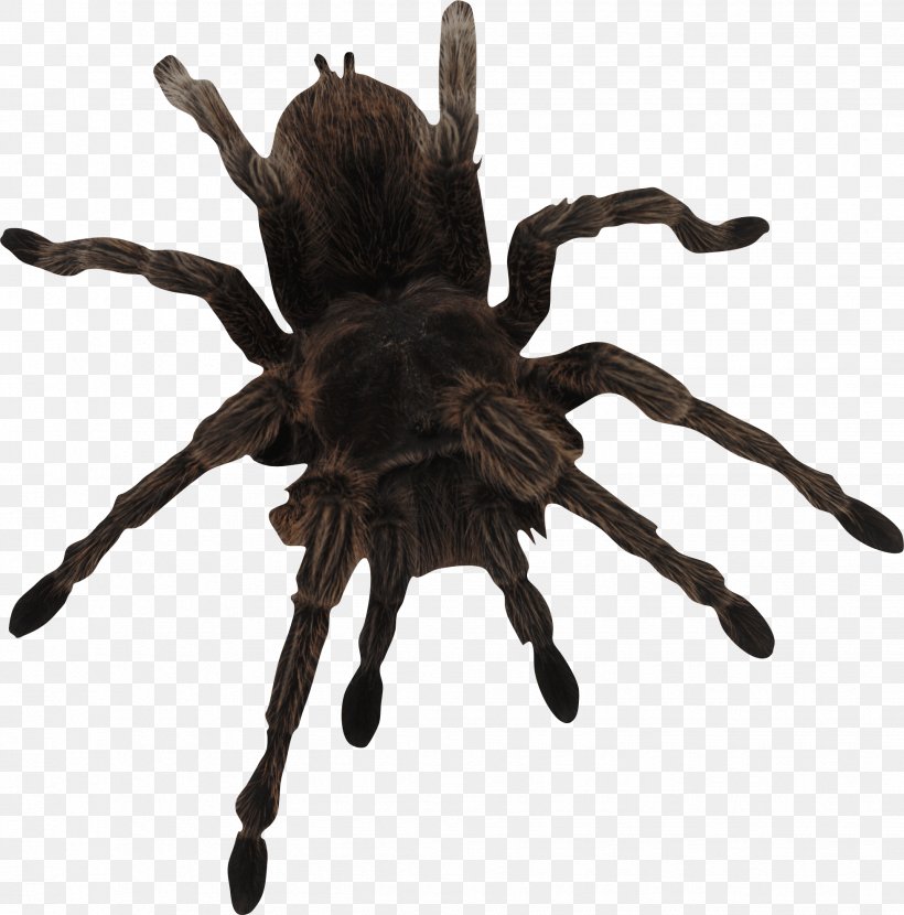Spider Web, PNG, 1954x1980px, Spider, Angulate Orbweavers, Animal, Arachnid, Arthropod Download Free