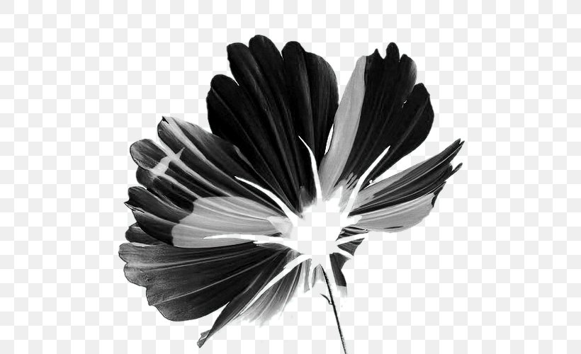 Black And White Petal Flower, PNG, 500x500px, Watercolor, Cartoon, Flower, Frame, Heart Download Free