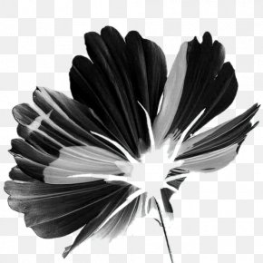White Petal Flower, PNG, 915x873px, White, Black, Black And White