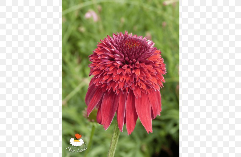 Blanket Flowers Coneflower Petal Annual Plant, PNG, 720x533px, Blanket Flowers, Annual Plant, Blanket, Coneflower, Daisy Family Download Free