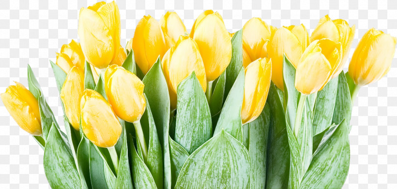 Flower Yellow Petal Tulip Plant, PNG, 1280x611px, Flower, Bud, Closeup, Cut Flowers, Leaf Download Free