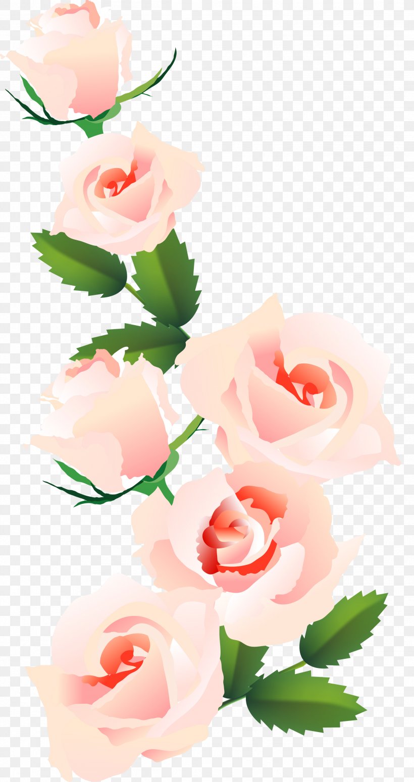Garden Roses Centifolia Roses Floral Design Cut Flowers, PNG, 2619x4950px, Garden Roses, Beauty, Beautym, Bianca Rinaldi, Centifolia Roses Download Free