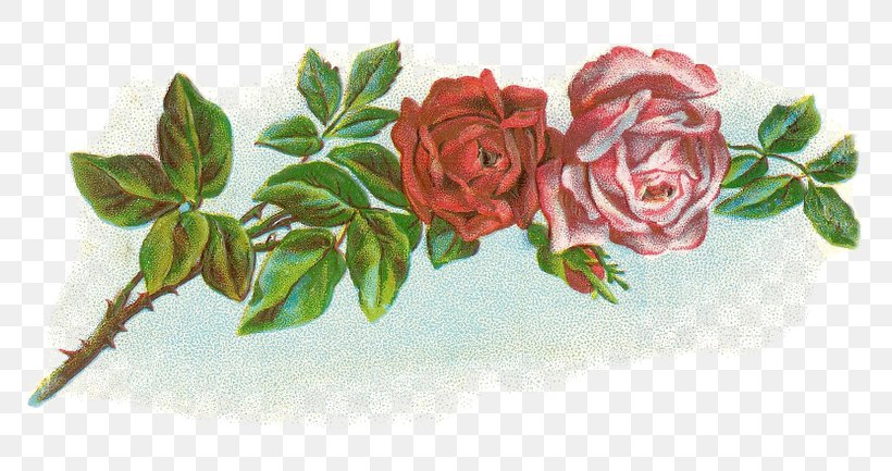 Garden Roses Floral Design Flower Cabbage Rose Clip Art, PNG, 800x433px, Garden Roses, Antique, Blume, Cabbage Rose, Cut Flowers Download Free