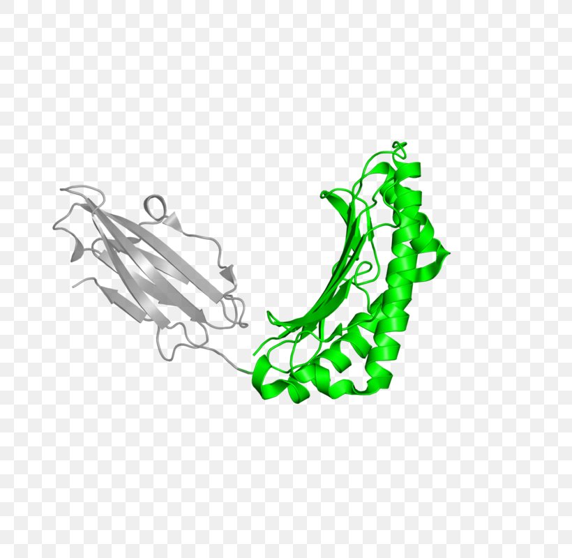 Illustration Clip Art Leaf Shoe Logo, PNG, 800x800px, Leaf, Animal, Green, Logo, Shoe Download Free