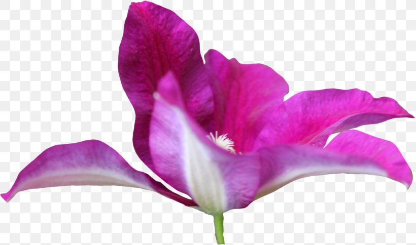 Iris Family Irises Pink M Close-up Petal, PNG, 1024x605px, Iris Family, Closeup, Flower, Flowering Plant, Herbaceous Plant Download Free